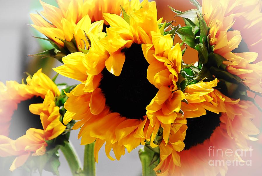 HaPPY SuNFLoweRS Photograph by Angela J Wright