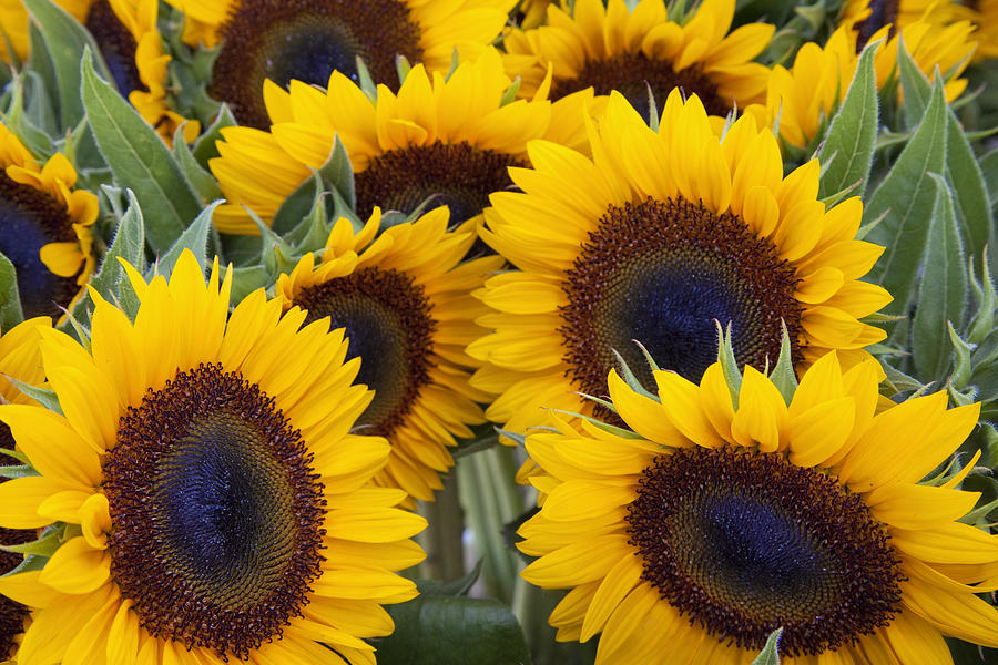 Happy Sunflowers Photograph by Denise Rafkind - Fine Art America