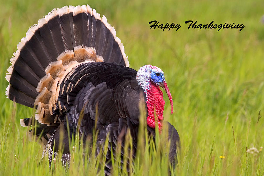 Happy Thanksgiving Photograph by Aaron Whittemore