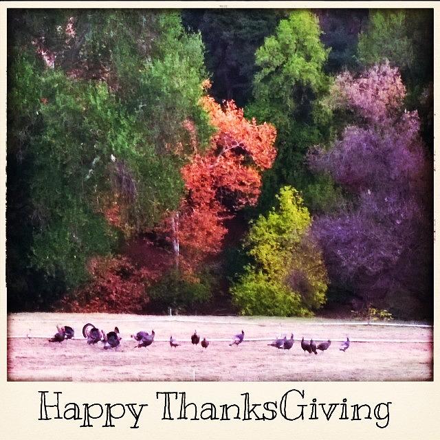 Gasol Photograph - Happy Thanksgiving From The Turkeys Of by Michael Mantia