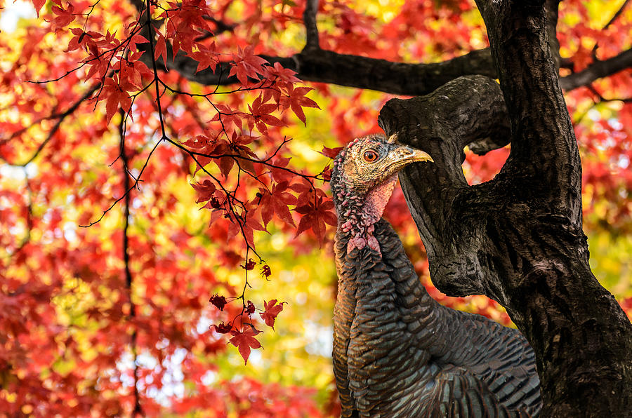 Fall Photograph - Happy Thanksgiving From Wild Turkey by Ludmila Nayvelt