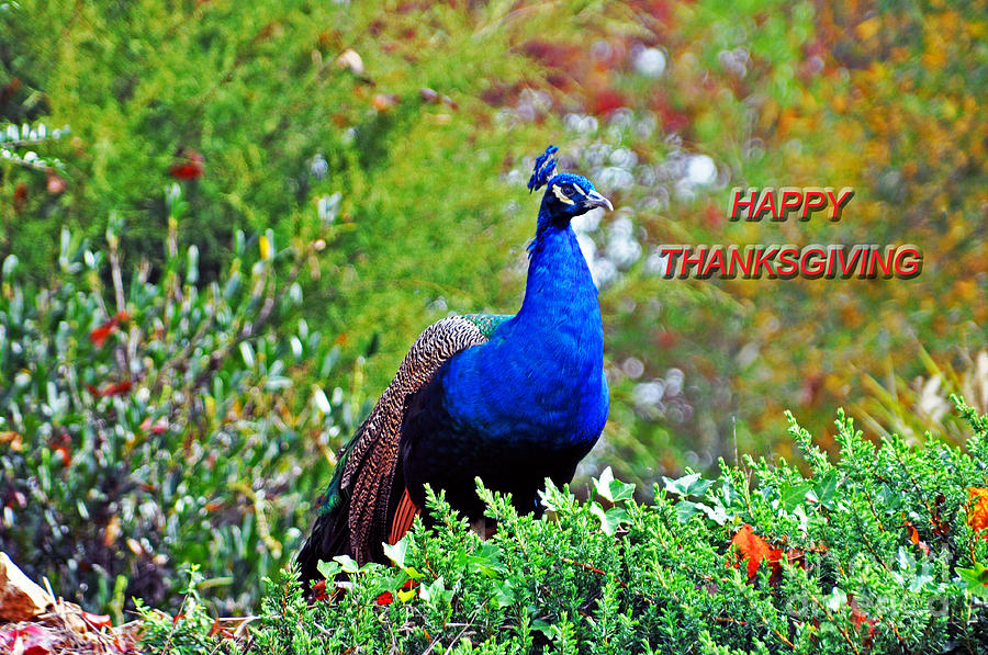 Happy Thanksgiving Photograph by Lydia Holly