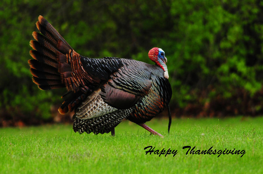 Happy Thanksgiving Photograph by Mike Martin