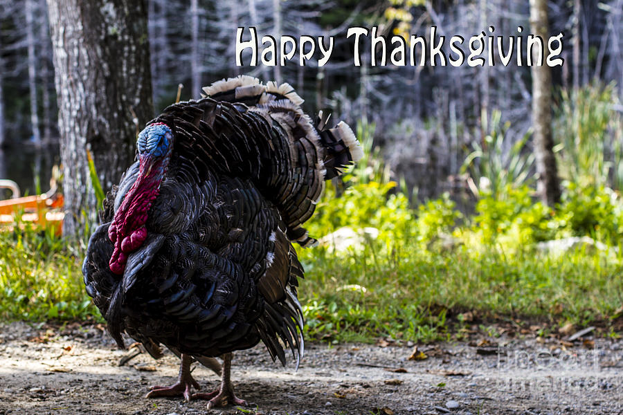 Happy Thanksgiving Turkey Photograph by Brenda Giasson