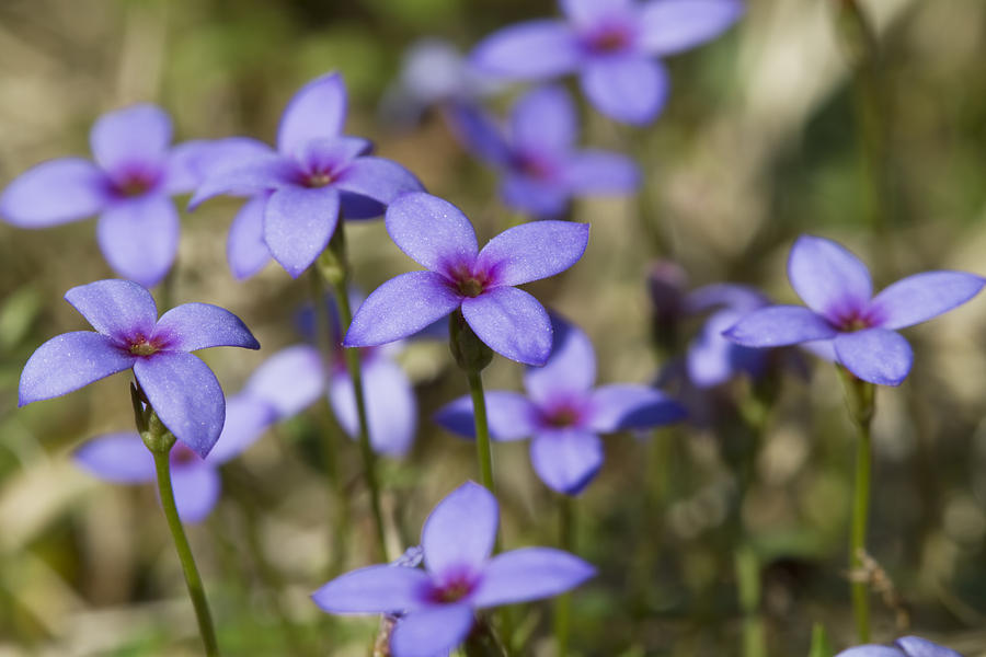 Flower Photograph - Happy Tiny Bluet Wildflowers by Kathy Clark