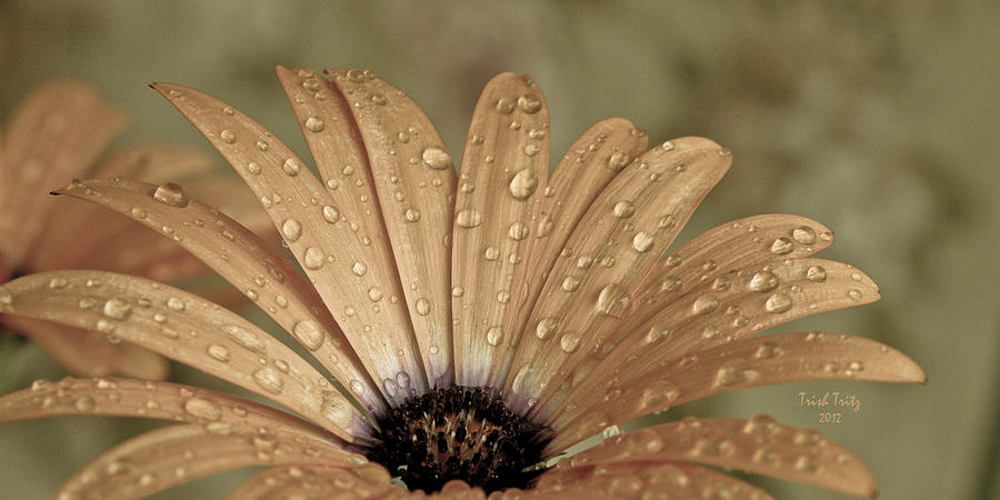 Happy To Be A Raindrop Photograph