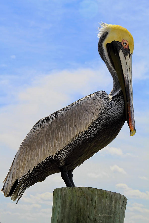 Pelican Photograph - Happy To Pose For You by Deborah Benoit