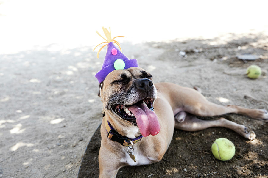 Happy Tripod Boxer Mix With A Birthday Photograph by Amandafoundation.org Happy Tripod Boxer Mix With A Birthday Photograph by Amandafoundation.org