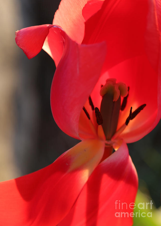 Happy Tulip Photograph by Carol Groenen