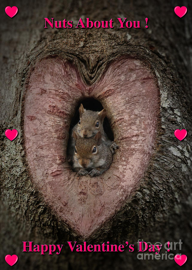 Happy Valentine Squirrels Photograph by D Wallace