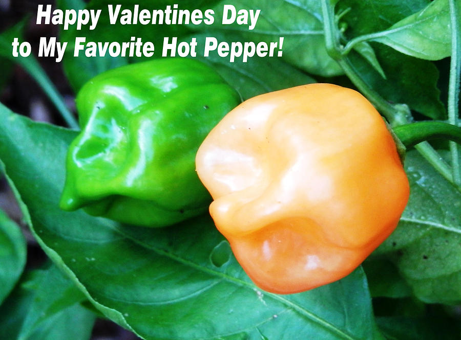 Happy Valentine to MY Hot Pepper Photograph by Belinda Lee