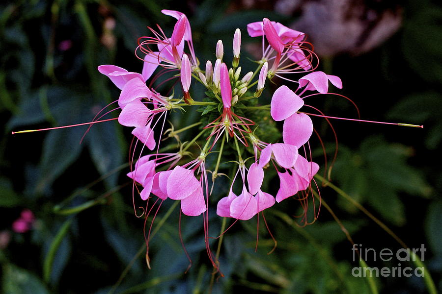 Pink Photograph - Happy Valentines Day Flower by Donald Chen Pink Photograph - Happy Valentines Day Flower by Donald Chen