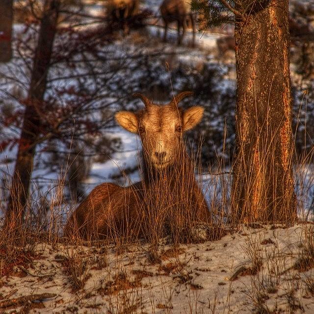 Goat Photograph - Happy Valentines Day! Here Is A Goat by Brian Governale