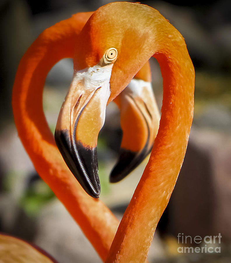 Canon Photograph - Happy Valentines Day by Ricky L Jones Canon Photograph - Happy Valentines Day by Ricky L Jones