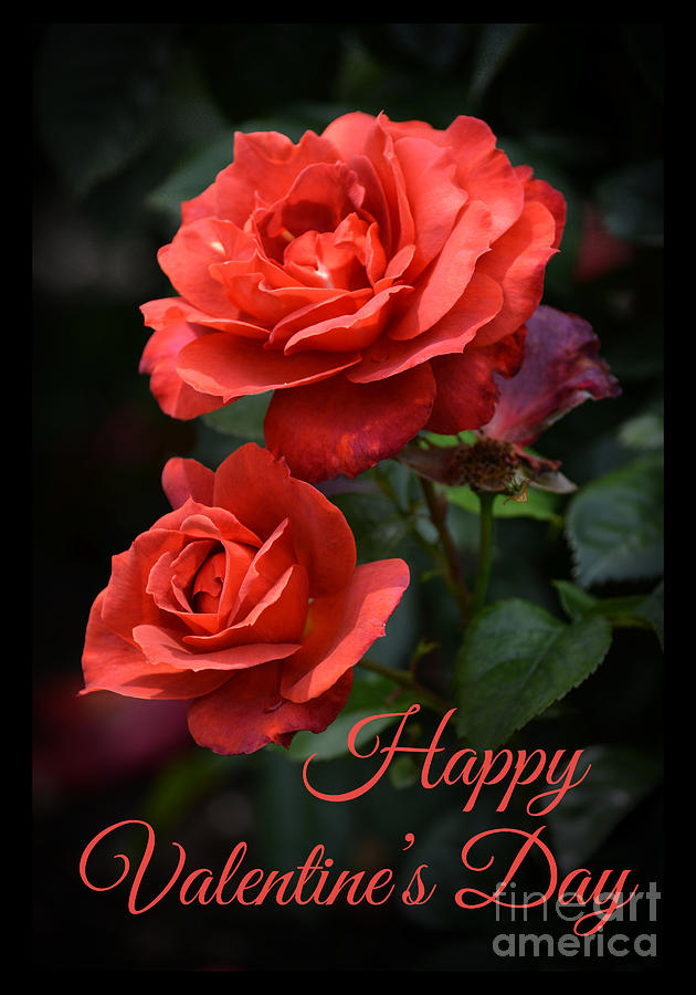 Rose Photograph - Happy Valentines Day by Layla Alexander
