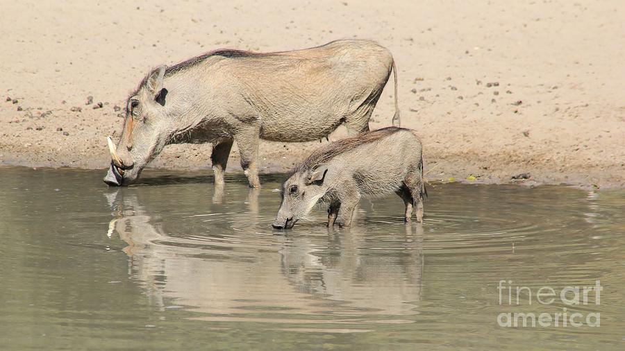 Happy Warthogs Photograph
