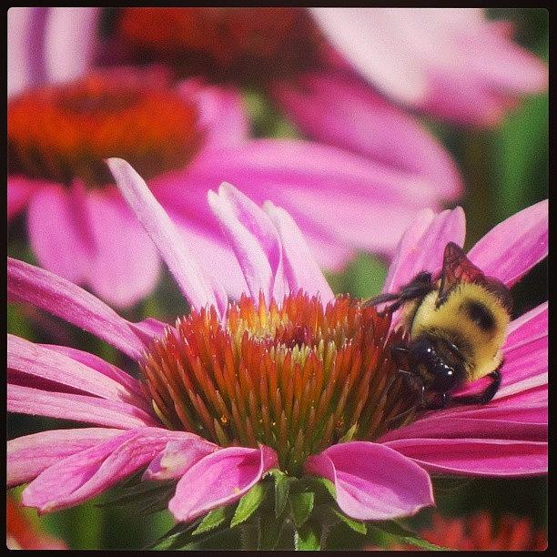 Flowers Still Life Photograph - Busy Bee by Laura Doty
