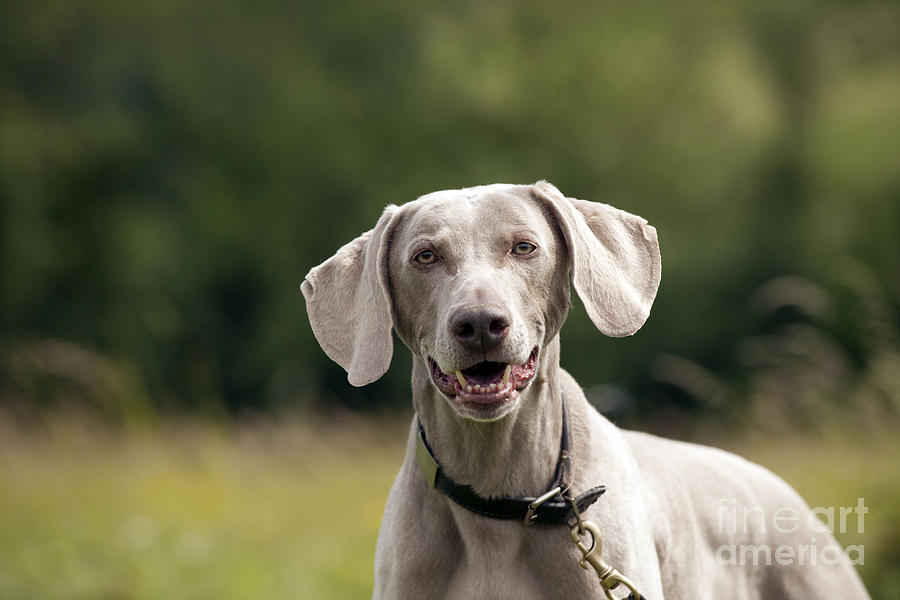 Brad sales pitt weimaraner