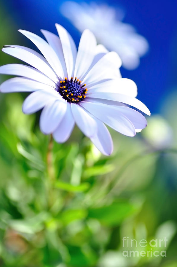 Happy White Daisy 3 - Blue Bokeh Photograph by Kaye Menner
