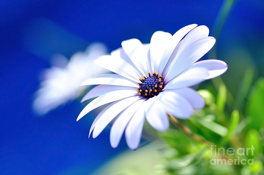 Daisy Photograph - Happy White Daisy - Blue Bokeh by Kaye Menner