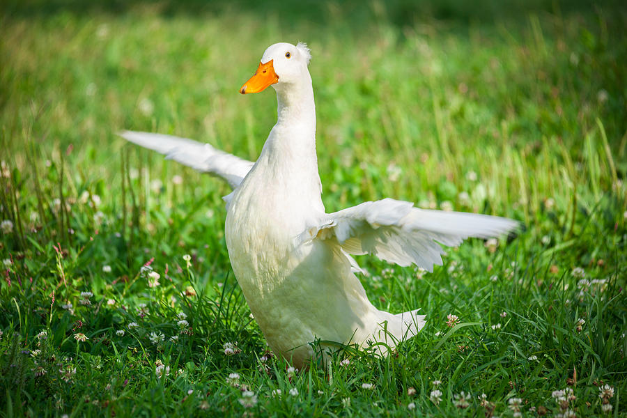 Happy White Duck Photograph by Leslie Banks