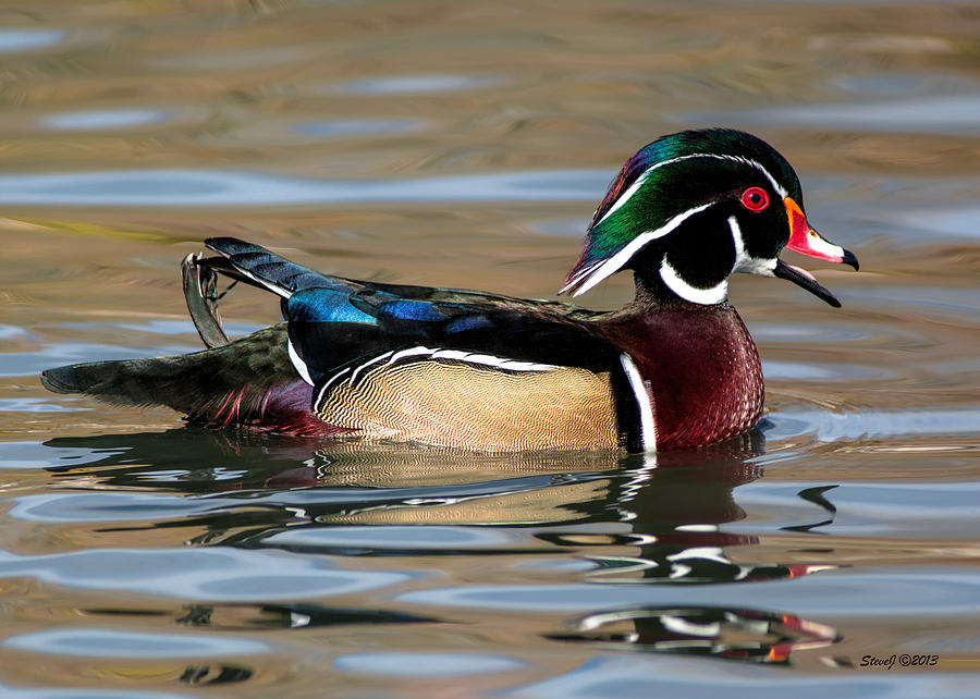 Happy Wood Duck  Photograph by Stephen Johnson