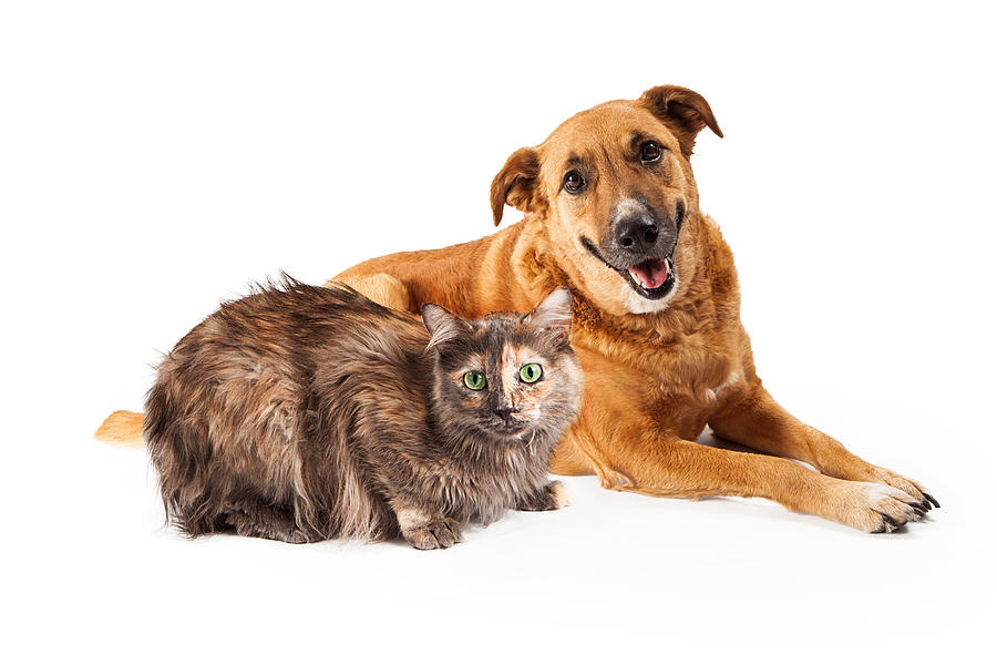 Dog Photograph - Happy Yellow Dog and Persian Cat by Good Focused