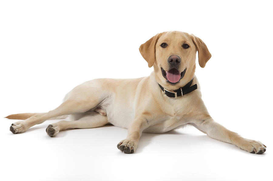 Happy yellow lab sitting on white Photograph by Back in the Pack dog portraits