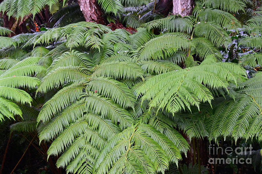 Hapu'u Hawaiian Fern Photograph by Lehua Pekelo-Stearns