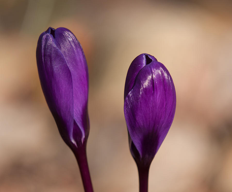 Harbengers of Spring Photograph by Lara Ellis