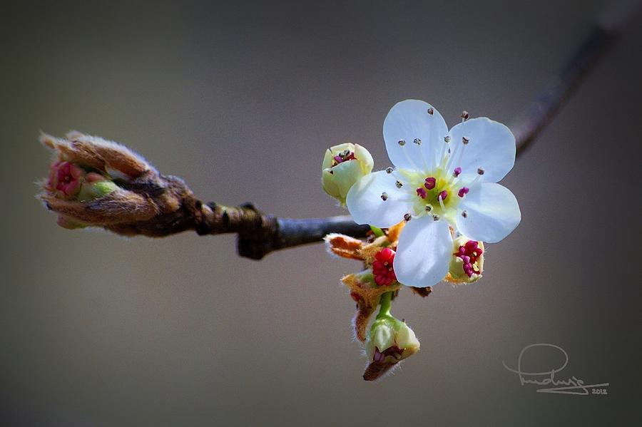 Harbinger of Spring Photograph by Ludwig Keck