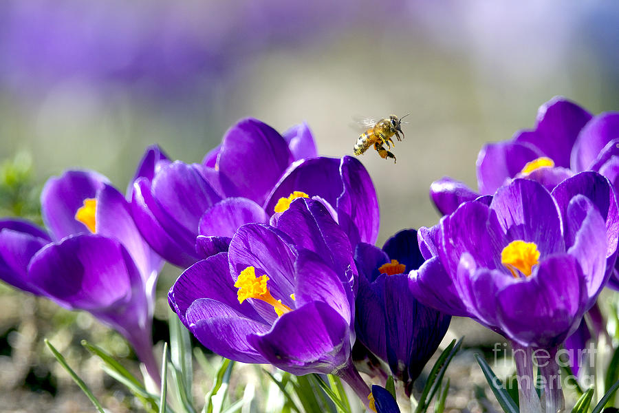 Honeybee Photograph - Harbinger of Spring by Sharon Talson