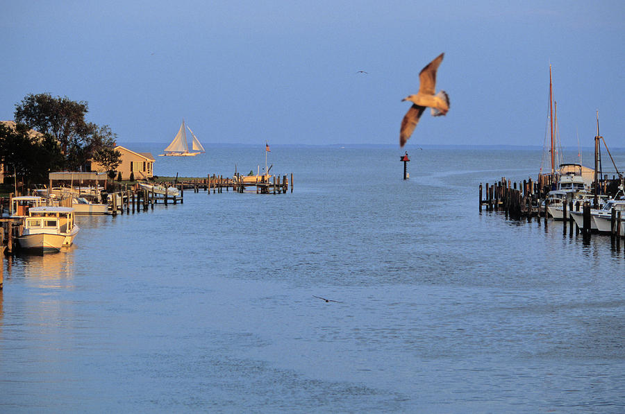 Harbor At Tilghman Island, Md At Sunset Photograph by Peter Essick