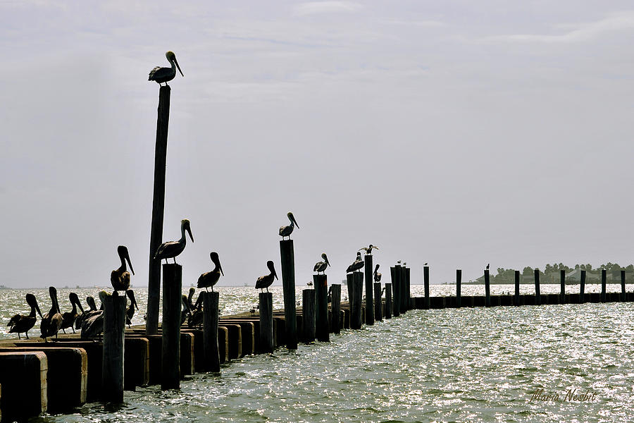 Pelican Photograph - Guardians of the Harbor by Maria Nesbit