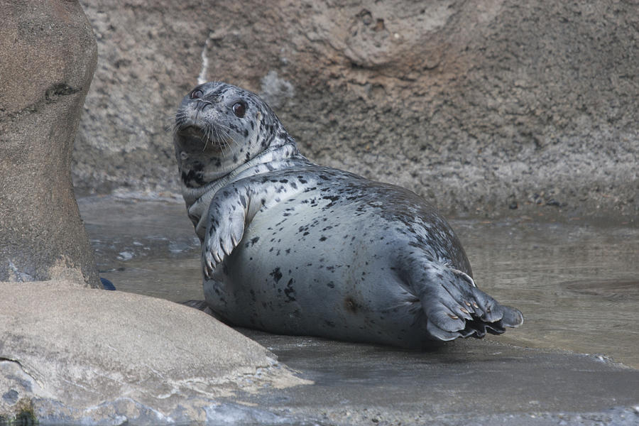 Animal Photograph - Harbor Seal - 0012 by S and S Photo