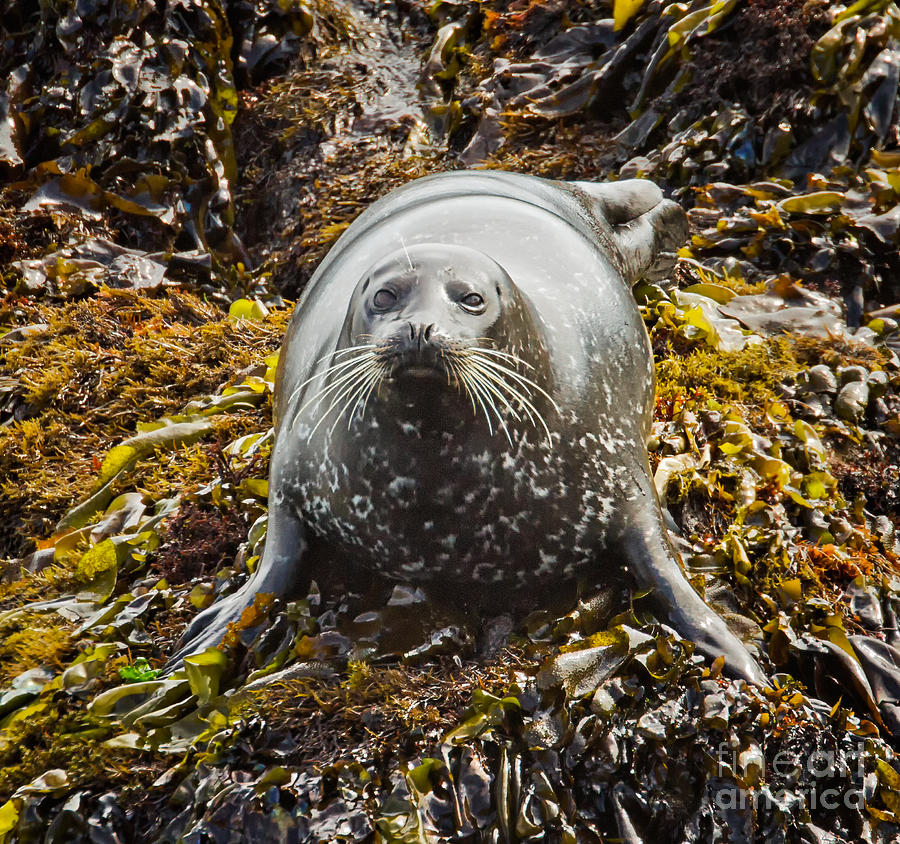 Harbor Seal Photograph by Alice Cahill