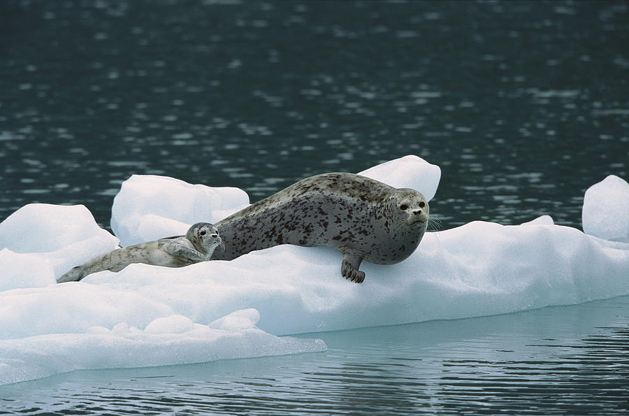 Harbor Seal And Pup On Ice Floe Alaska Photograph by Konrad Wothe