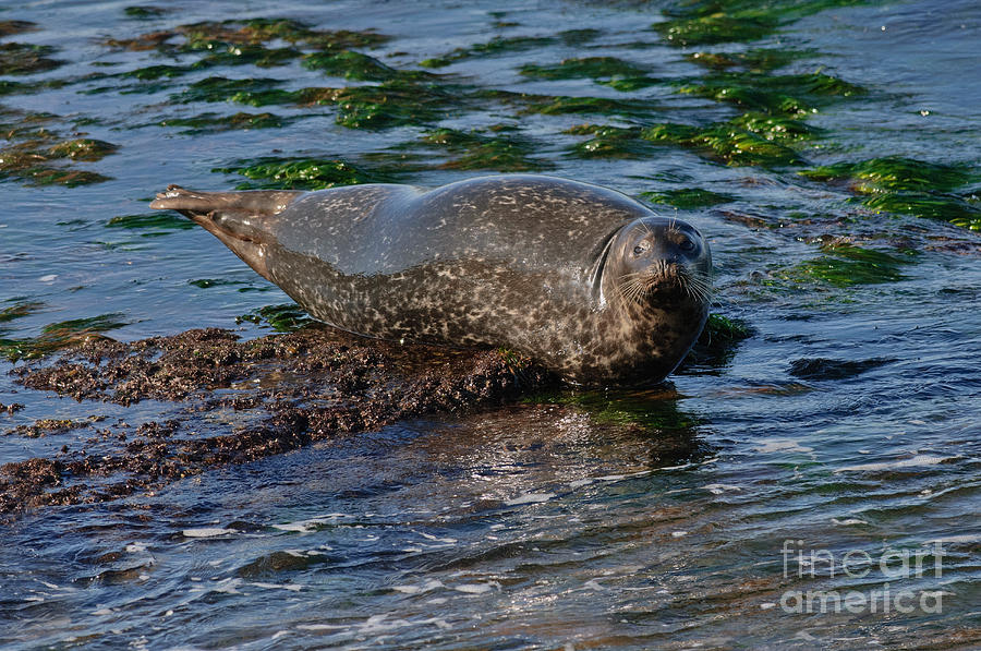 Harbor Seal At Low Tide Photograph by Anthony Mercieca