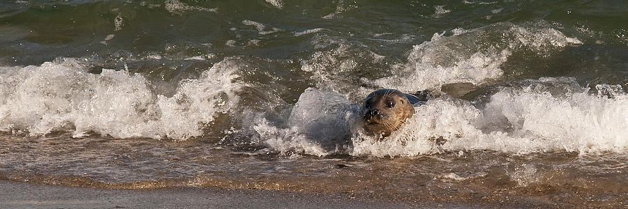 Harbor Seal Body Surfing Photograph by Lee Kirchhevel