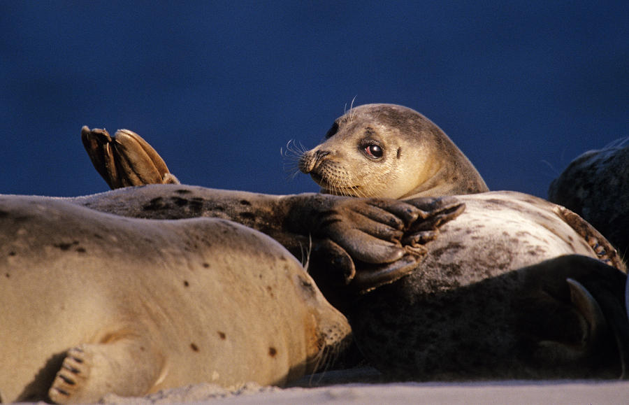 Harbor Seal Photograph by Don Baccus - Pixels