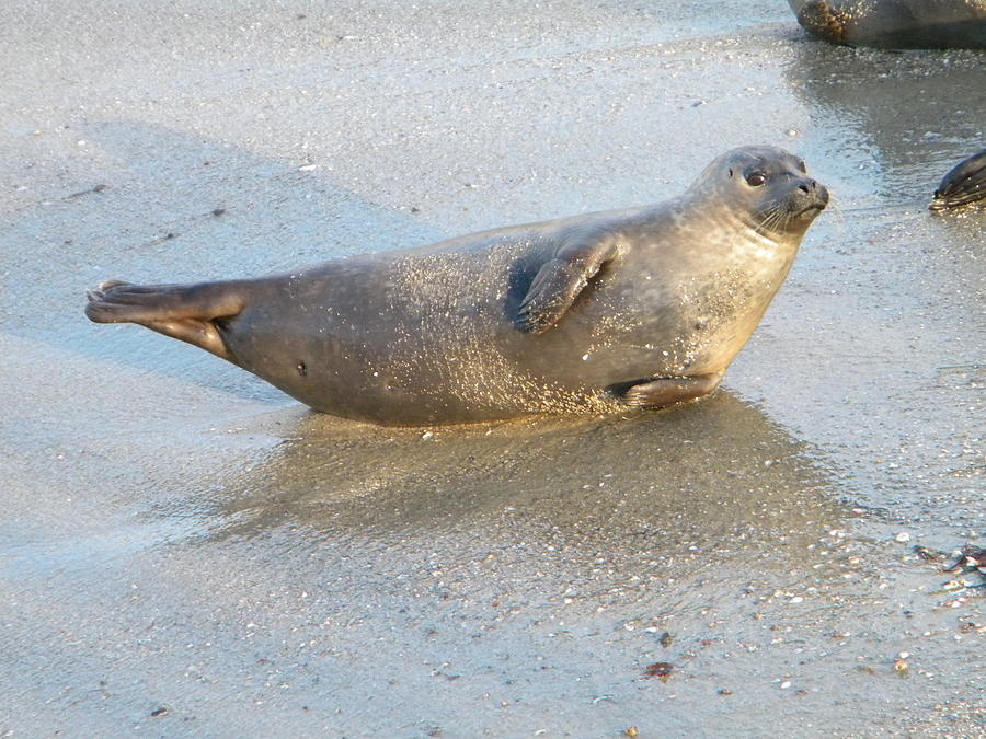 Harbor Seal Photograph by Eric Johansen