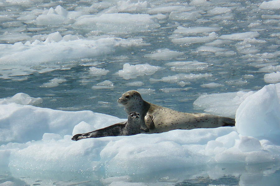 Harbor Seal Photograph by Krista Keck - Fine Art America