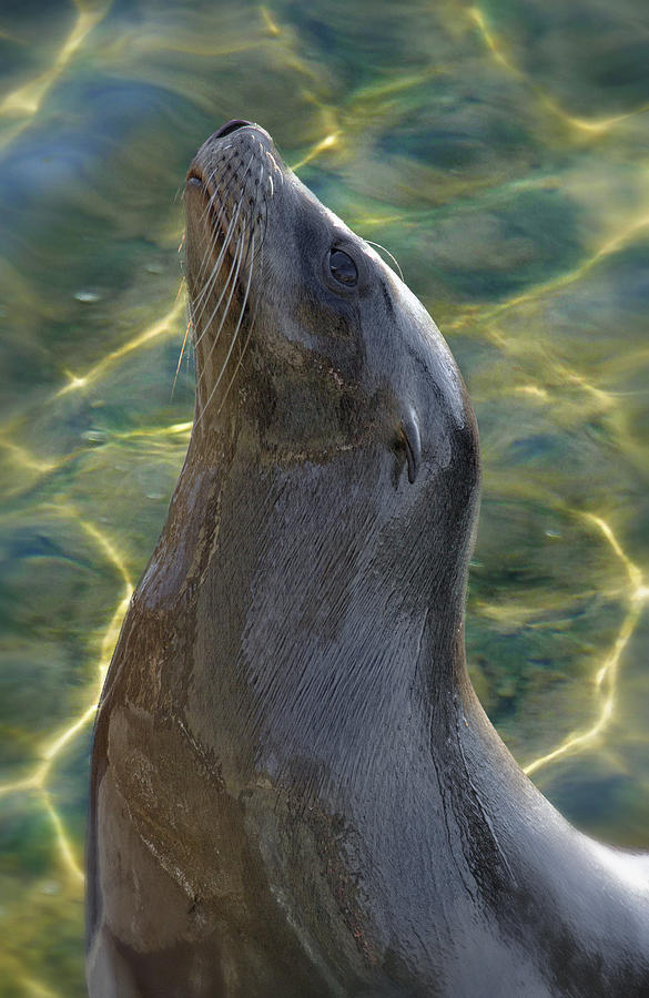 Harbor Seal Photograph by Linda Tiepelman
