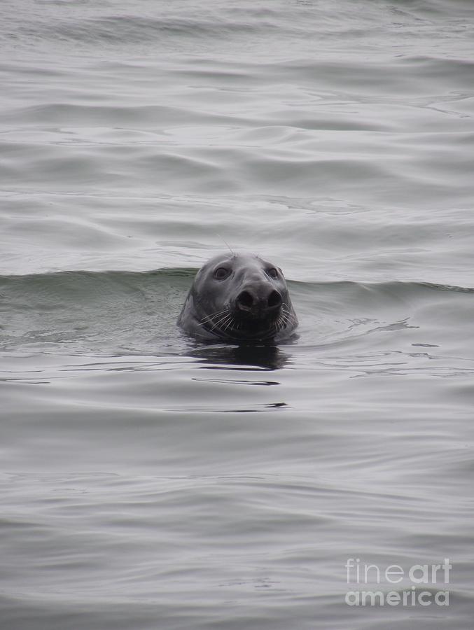 Harbor Seal Photograph by Michelle Welles