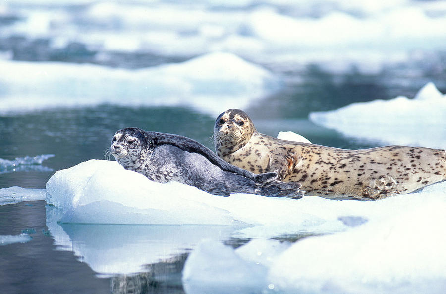 Harbor Seal Mother And Pup Photograph by F. Stuart Westmorland