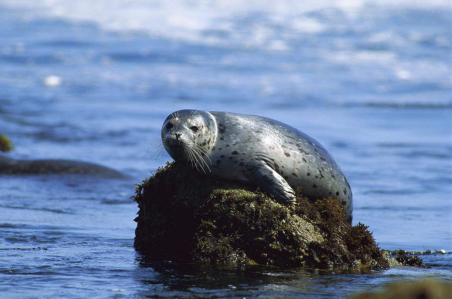 Harbor Seal Pacific Coast North America Photograph by Gerry Ellis