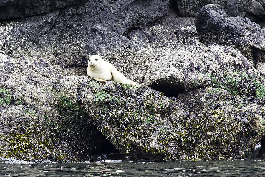 Harbor Seal Photograph by Paul Riedinger