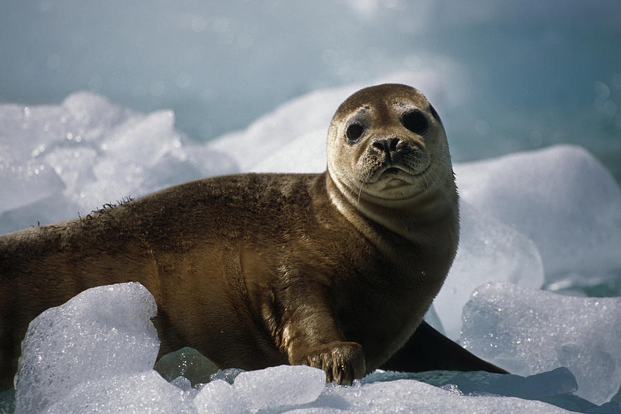 Harbor Seal Pup On Ice Pack Tracy Arm Photograph by Peter Barrett - Pixels