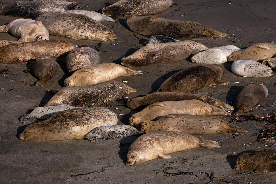 Harbor Seal Rookery on the Sonoma Coast Photograph by Kathleen Bishop