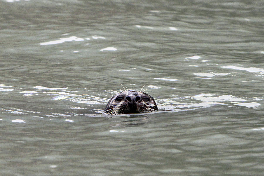 Harbor Seal  Photograph by Shoal Hollingsworth